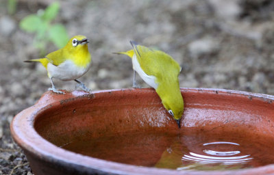 BIRD - WHITE-EYE - ORIENTAL WHITE-EYE - GIR FOREST GUJARAT INDIA (19).JPG