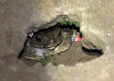 AMPHIBIAN - INDIAN BUFO - KAZIRANGA NATIONAL PARK ASSAM INDIA (2).JPG