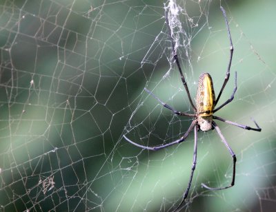 ARTHROPOD - ARACHNID - BANDHAVGAR NATIONAL PARK INDIA (1).JPG