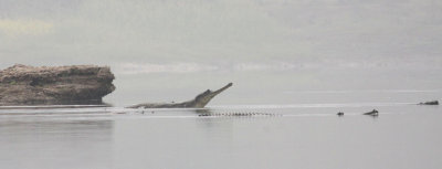 REPTILE - CROCODILE - GHARIAL CROCODILE - CHAMBAL RIVER SANCTUARY INDIA (12).JPG