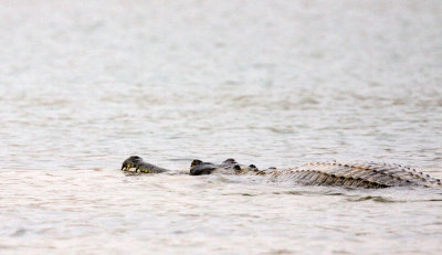 REPTILE - CROCODILE - GHARIAL CROCODILE - CHAMBAL RIVER SANCTUARY INDIA (29).JPG