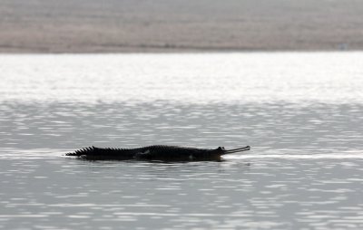 REPTILE - CROCODILE - GHARIAL CROCODILE - CHAMBAL SANCTUARY INDIA (1).JPG