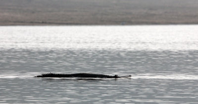 REPTILE - CROCODILE - GHARIAL CROCODILE - CHAMBAL SANCTUARY INDIA (4).JPG