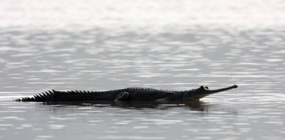 REPTILE - CROCODILE - GHARIAL CROCODILE - CHAMBAL SANCTUARY INDIA (9).JPG