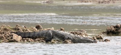 REPTILE - CROCODILE - MARSH CROCODILE - CHAMBAL SANCTUARY INDIA (17).JPG