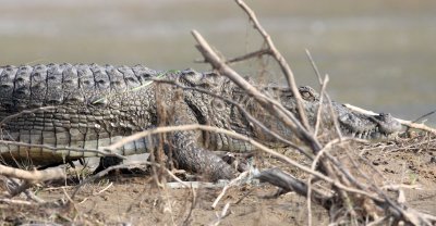 REPTILE - CROCODILE - MARSH CROCODILE - CHAMBAL SANCTUARY INDIA (23).JPG