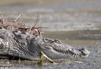 REPTILE - CROCODILE - MARSH CROCODILE - CHAMBAL SANCTUARY INDIA (25).JPG