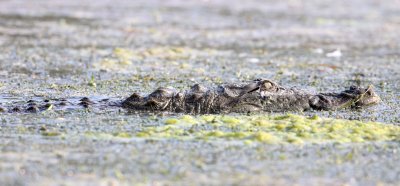 REPTILE - CROCODILE - MARSH CROCODILE - CHAMBAL SANCTUARY INDIA (29).JPG