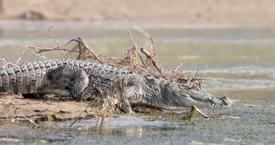 REPTILE - CROCODILE - MARSH CROCODILE - CHAMBAL SANCTUARY INDIA (3).JPG