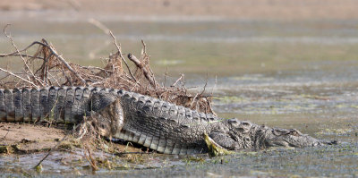 REPTILE - CROCODILE - MARSH CROCODILE - CHAMBAL SANCTUARY INDIA (4).JPG