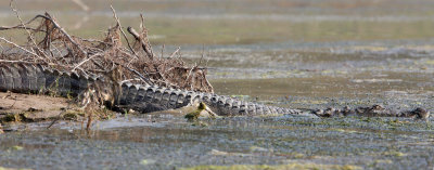 REPTILE - CROCODILE - MARSH CROCODILE - CHAMBAL SANCTUARY INDIA (7).JPG