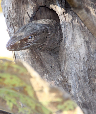 REPTILE - LIZARD - INDIAN MONITOR LIZARD - GIR FOREST GUJARAT INDIA (5).JPG