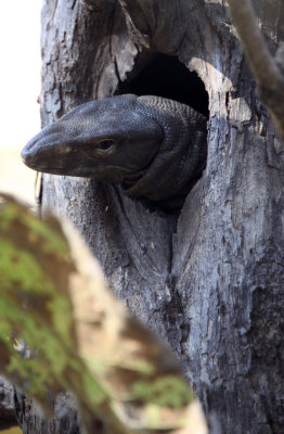 REPTILE - LIZARD - INDIAN MONITOR LIZARD - GIR FOREST GUJARAT INDIA (7).JPG