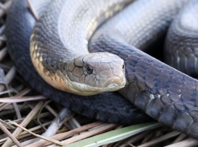 REPTILE - SNAKE - KING COBRA - KAZIRANGA NATIONAL PARK ASSAM INDIA (3).JPG