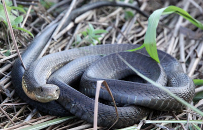 REPTILE - SNAKE - KING COBRA - KAZIRANGA NATIONAL PARK ASSAM INDIA (9).JPG