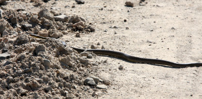 REPTILE - SNAKE - KRAIT - GIR FOREST GUJARAT INDIA (1).JPG