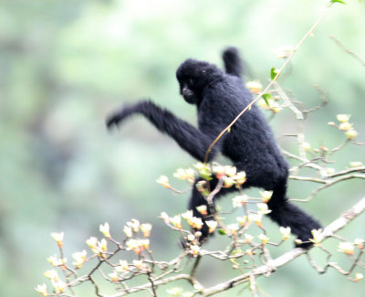 PRIMATE - GIBBON - BLACK-CRESTED GIBBON - WULIANGSHAN NATURE RESERVE YUNNAN CHINA (12).JPG