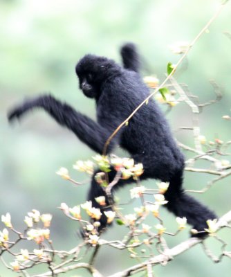 PRIMATE - GIBBON - BLACK-CRESTED GIBBON - WULIANGSHAN NATURE RESERVE YUNNAN CHINA (13).jpg