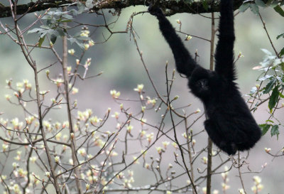 PRIMATE - GIBBON - BLACK-CRESTED GIBBON - WULIANGSHAN NATURE RESERVE YUNNAN CHINA (3).JPG