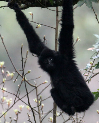 PRIMATE - GIBBON - BLACK-CRESTED GIBBON - WULIANGSHAN NATURE RESERVE YUNNAN CHINA (5).jpg