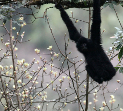 PRIMATE - GIBBON - BLACK-CRESTED GIBBON - WULIANGSHAN NATURE RESERVE YUNNAN CHINA (6).JPG