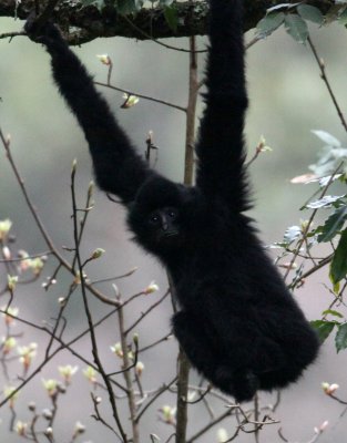 PRIMATE - GIBBON - BLACK-CRESTED GIBBON - WULIANGSHAN NATURE RESERVE YUNNAN CHINA (7).jpg