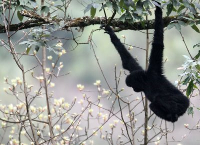 PRIMATE - GIBBON - BLACK-CRESTED GIBBON - WULIANGSHAN NATURE RESERVE YUNNAN CHINA (9).JPG