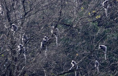 PRIMATE - LANGUR - PHAYRE'S LEAF MONKEY - WULIANGSHAN NATURE RESERVE YUNNAN CHINA (101).JPG