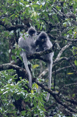 PRIMATE - LANGUR - PHAYRE'S LEAF MONKEY - WULIANGSHAN NATURE RESERVE YUNNAN CHINA (132).JPG