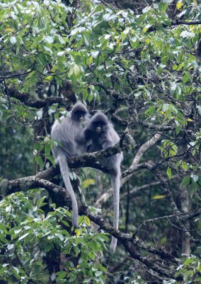 PRIMATE - LANGUR - PHAYRE'S LEAF MONKEY - WULIANGSHAN NATURE RESERVE YUNNAN CHINA (136).JPG