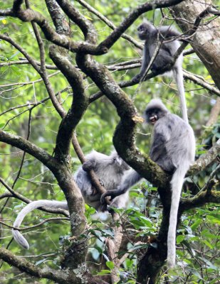 PRIMATE - LANGUR - PHAYRE'S LEAF MONKEY - WULIANGSHAN NATURE RESERVE YUNNAN CHINA (141).JPG