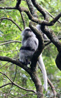 PRIMATE - LANGUR - PHAYRE'S LEAF MONKEY - WULIANGSHAN NATURE RESERVE YUNNAN CHINA (145).JPG