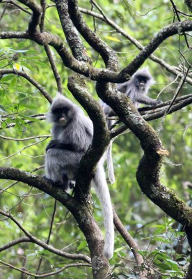 PRIMATE - LANGUR - PHAYRE'S LEAF MONKEY - WULIANGSHAN NATURE RESERVE YUNNAN CHINA (146).JPG