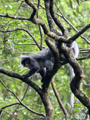 PRIMATE - LANGUR - PHAYRE'S LEAF MONKEY - WULIANGSHAN NATURE RESERVE YUNNAN CHINA (154).JPG