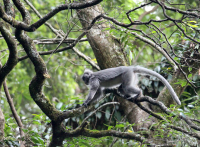 PRIMATE - LANGUR - PHAYRE'S LEAF MONKEY - WULIANGSHAN NATURE RESERVE YUNNAN CHINA (156).JPG