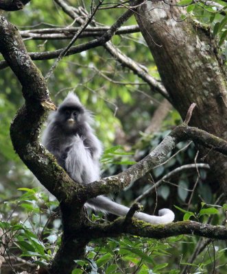 PRIMATE - LANGUR - PHAYRE'S LEAF MONKEY - WULIANGSHAN NATURE RESERVE YUNNAN CHINA (159).JPG