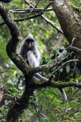 PRIMATE - LANGUR - PHAYRE'S LEAF MONKEY - WULIANGSHAN NATURE RESERVE YUNNAN CHINA (161).JPG