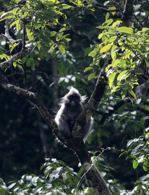 PRIMATE - LANGUR - PHAYRE'S LEAF MONKEY - WULIANGSHAN NATURE RESERVE YUNNAN CHINA (35).JPG