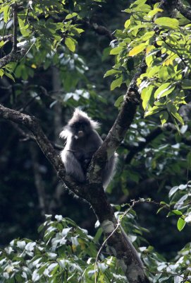 PRIMATE - LANGUR - PHAYRE'S LEAF MONKEY - WULIANGSHAN NATURE RESERVE YUNNAN CHINA (46).JPG