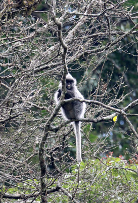 PRIMATE - LANGUR - PHAYRE'S LEAF MONKEY - WULIANGSHAN NATURE RESERVE YUNNAN CHINA (48).JPG