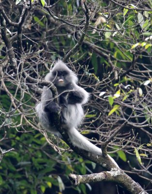 PRIMATE - LANGUR - PHAYRE'S LEAF MONKEY - WULIANGSHAN NATURE RESERVE YUNNAN CHINA (55).JPG