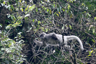 PRIMATE - LANGUR - PHAYRE'S LEAF MONKEY - WULIANGSHAN NATURE RESERVE YUNNAN CHINA (56).JPG