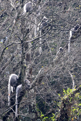 PRIMATE - LANGUR - PHAYRE'S LEAF MONKEY - WULIANGSHAN NATURE RESERVE YUNNAN CHINA (58).JPG