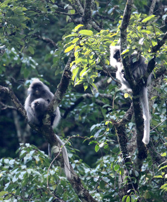 PRIMATE - LANGUR - PHAYRE'S LEAF MONKEY - WULIANGSHAN NATURE RESERVE YUNNAN CHINA (73).JPG