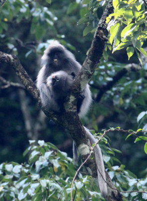 PRIMATE - LANGUR - PHAYRE'S LEAF MONKEY - WULIANGSHAN NATURE RESERVE YUNNAN CHINA (74).jpg