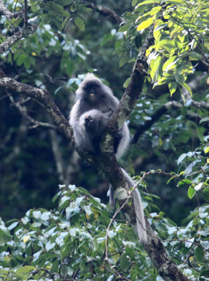 PRIMATE - LANGUR - PHAYRE'S LEAF MONKEY - WULIANGSHAN NATURE RESERVE YUNNAN CHINA (75).JPG