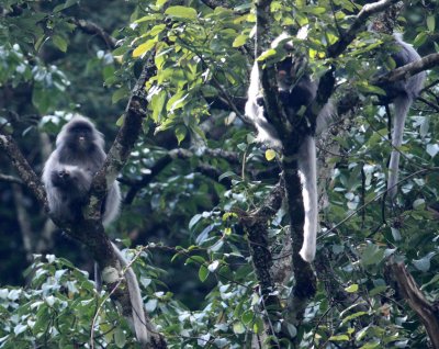 PRIMATE - LANGUR - PHAYRE'S LEAF MONKEY - WULIANGSHAN NATURE RESERVE YUNNAN CHINA (81).JPG