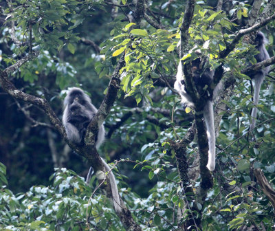 PRIMATE - LANGUR - PHAYRE'S LEAF MONKEY - WULIANGSHAN NATURE RESERVE YUNNAN CHINA (84).JPG