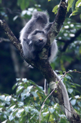 PRIMATE - LANGUR - PHAYRE'S LEAF MONKEY - WULIANGSHAN NATURE RESERVE YUNNAN CHINA (86).JPG