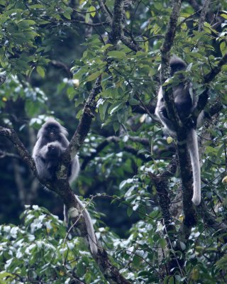 PRIMATE - LANGUR - PHAYRE'S LEAF MONKEY - WULIANGSHAN NATURE RESERVE YUNNAN CHINA (98).JPG